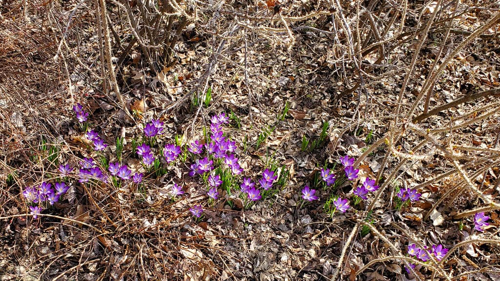 Foundation-20 spring crocus