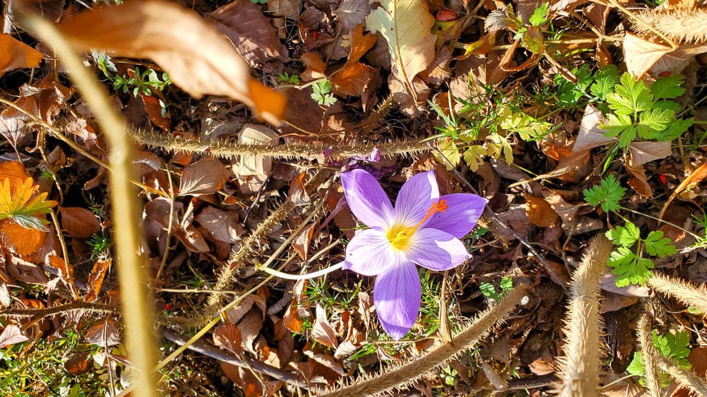 Foundation-21 autumn crocus