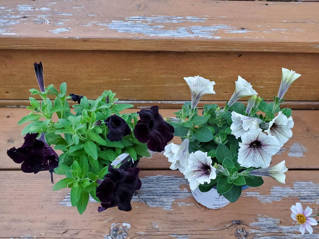 Deck-06 flowers with peeling deck