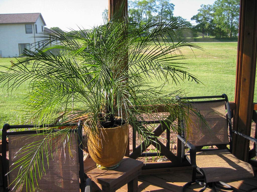 palm inside gazebo