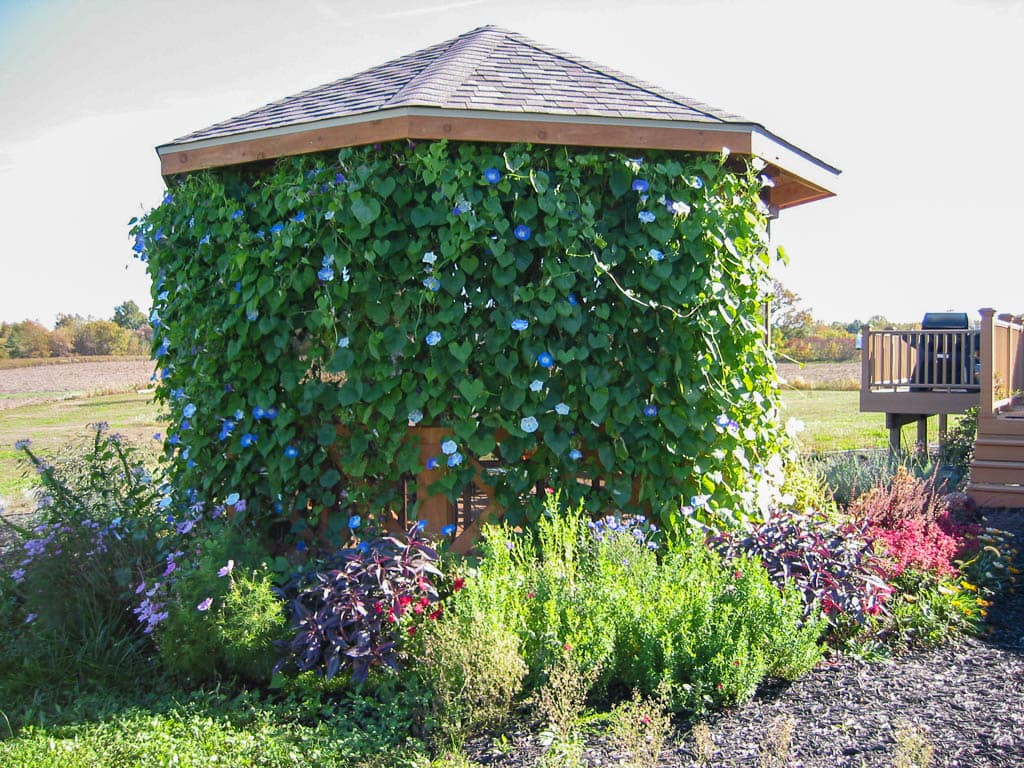 gazebo covered in morning glories