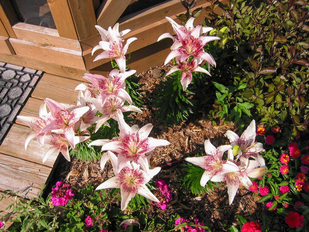 Dot Calm lilies
