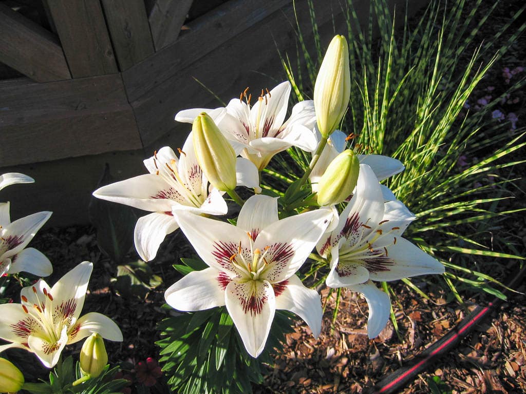 Centerfold lilies