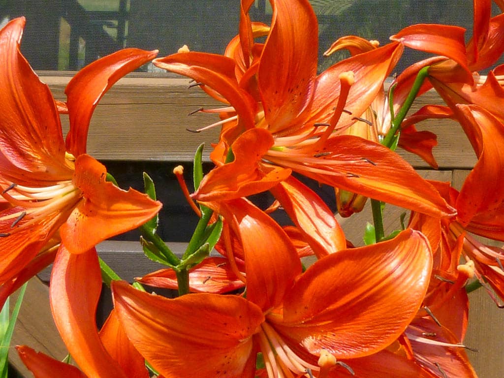 Lily