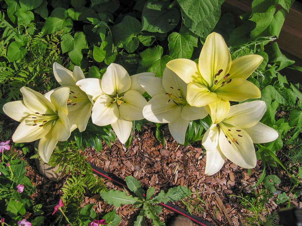 Gerrit Zalm Asiatic lily