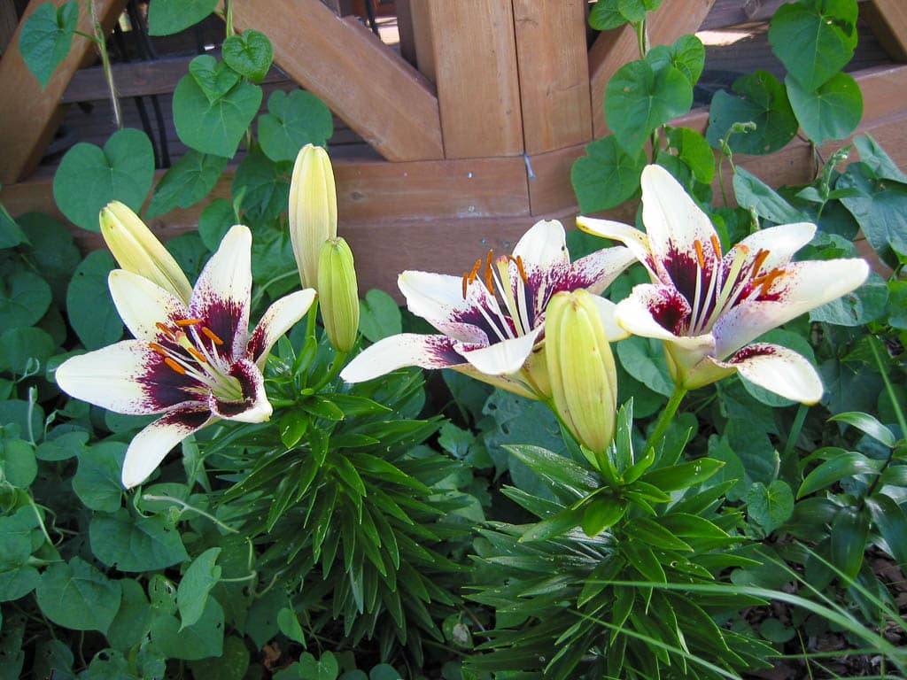 Latvia Asiatic lily