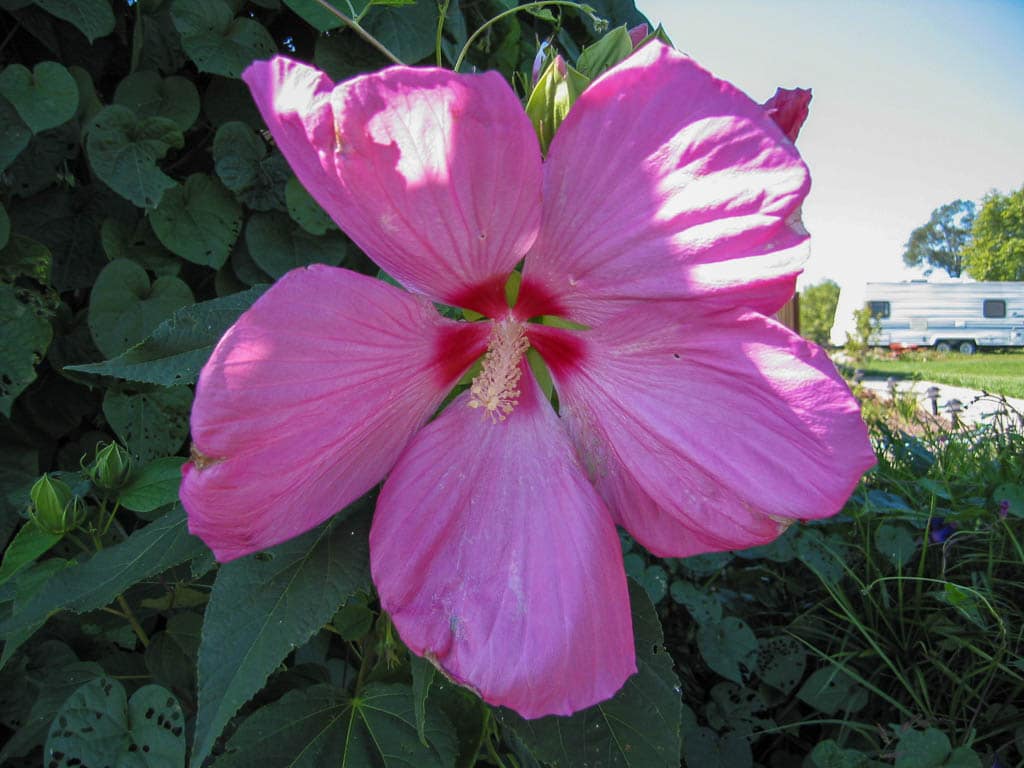 hardy hibiscus