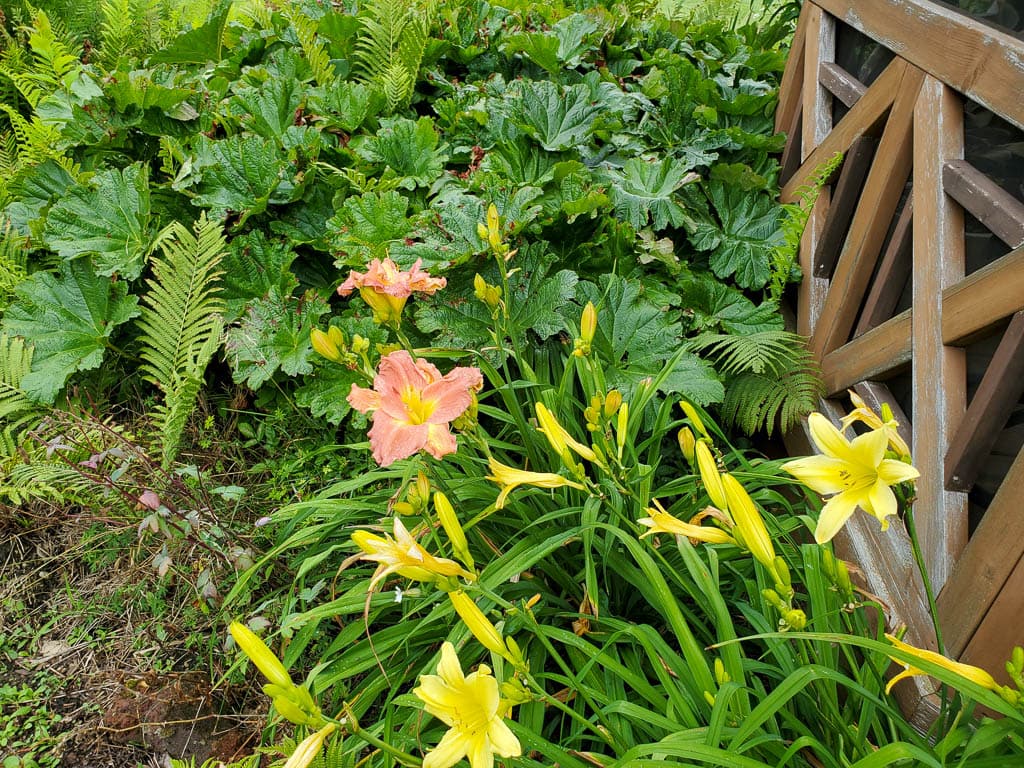 daylilies