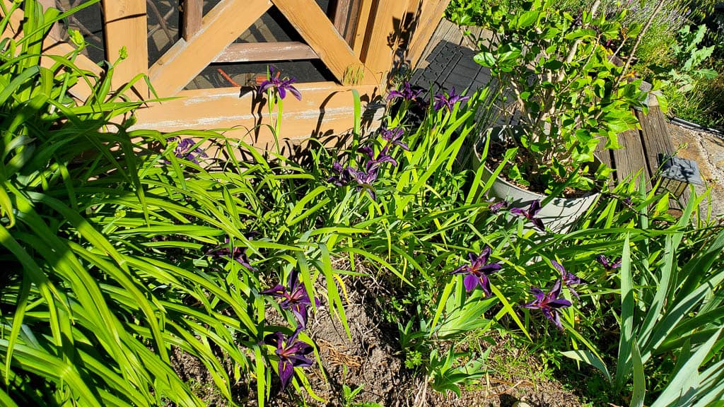 Louisiana Gamecock iris