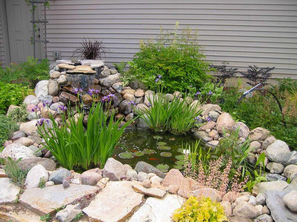 pond closeup