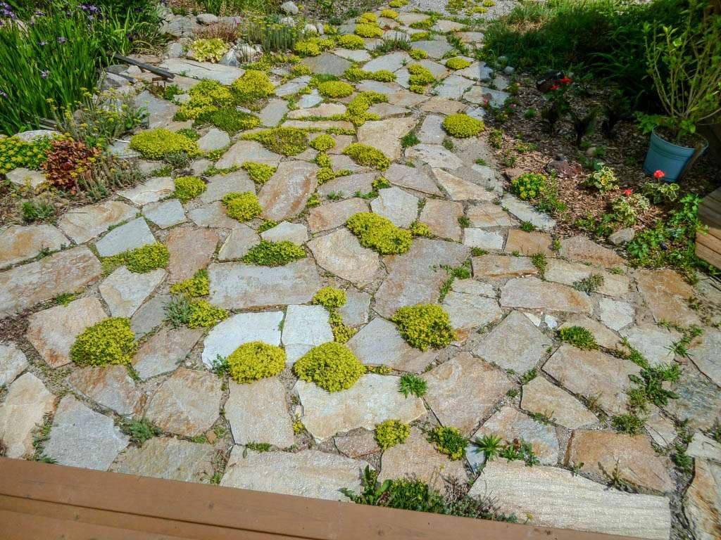 patio with stonecrop