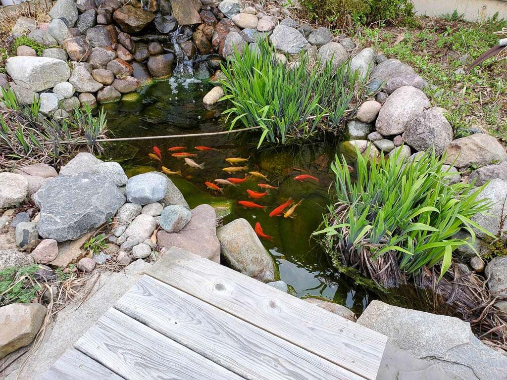 Pond-25 fish