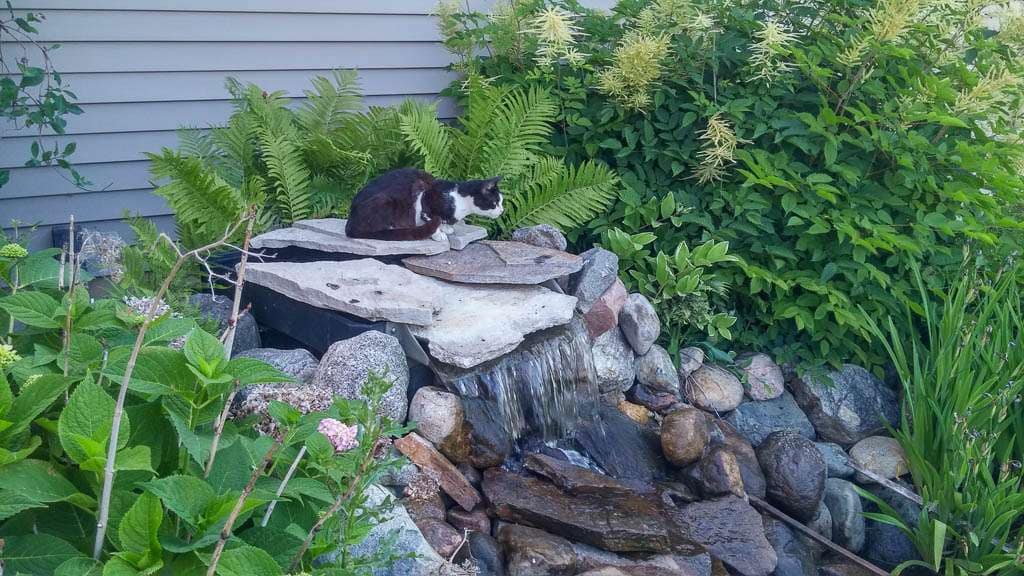 Pond-26 local cat