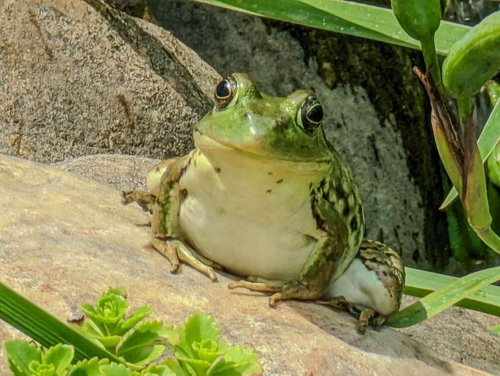 Pond-30 frog