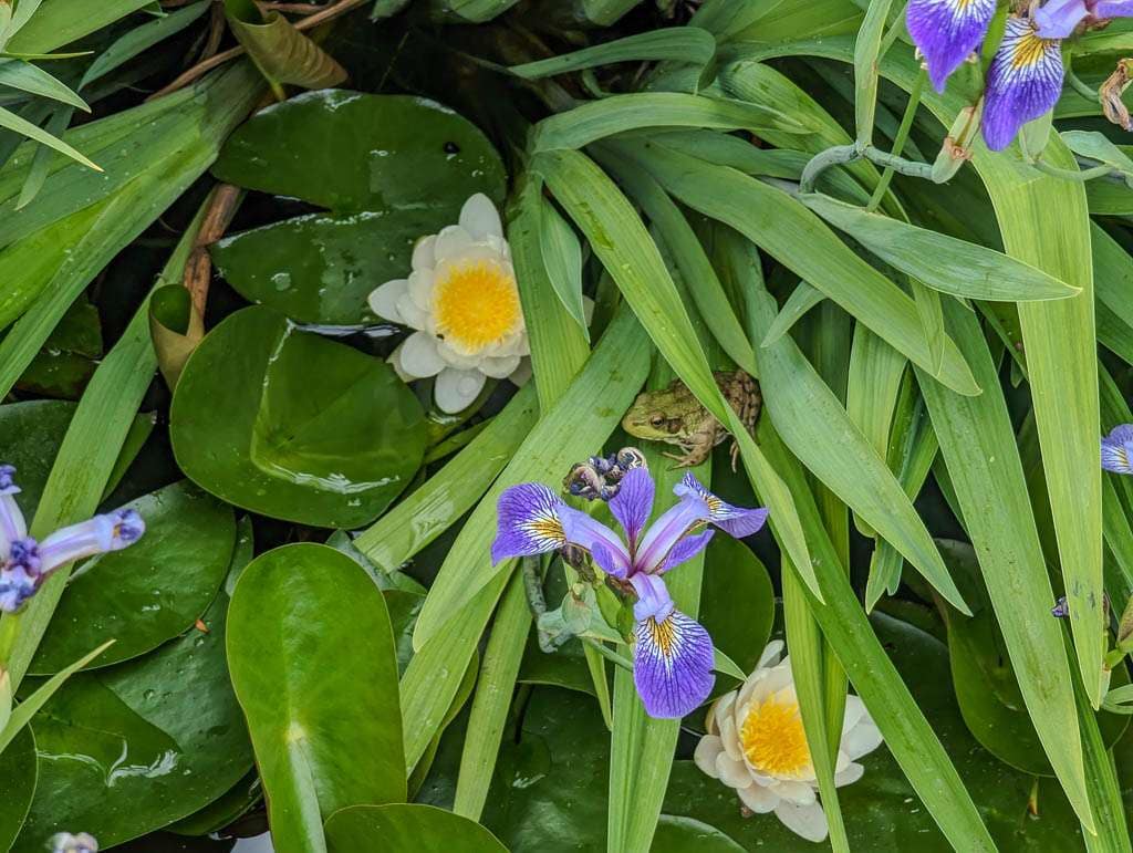 pond plants