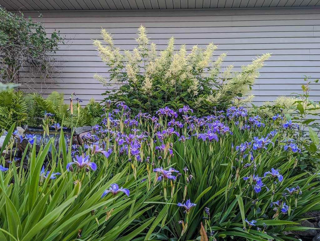 pond plants