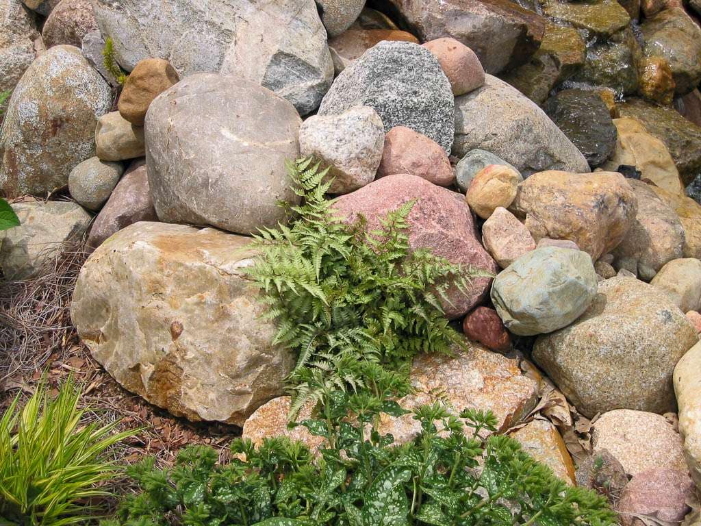 painted fern