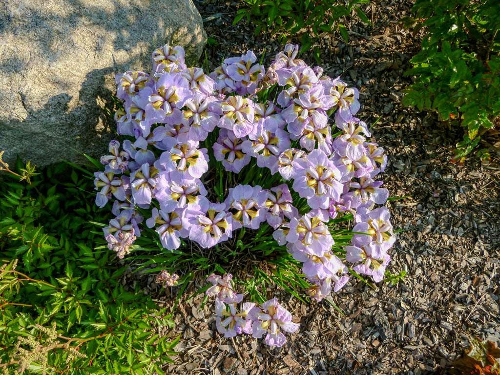 iris