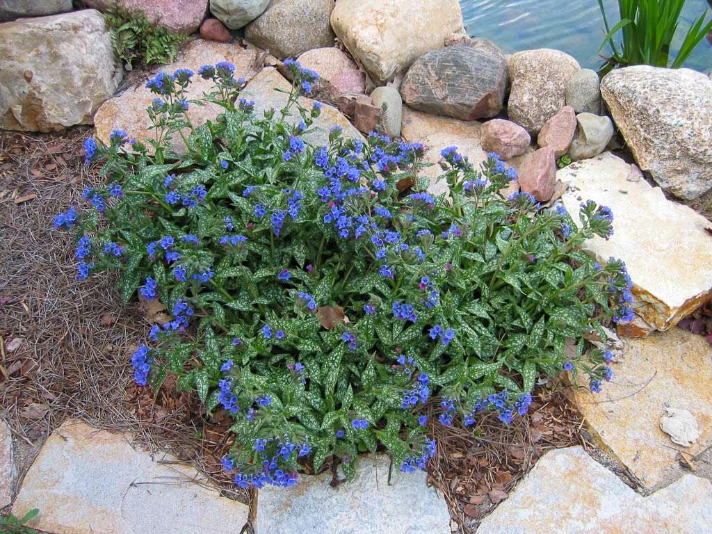 Pulmonaria
