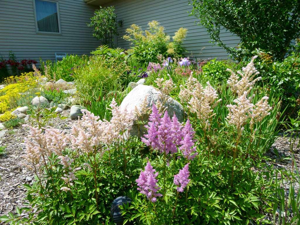 astilbe