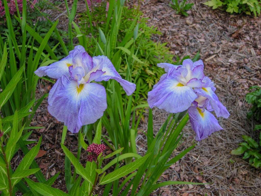 japanese iris