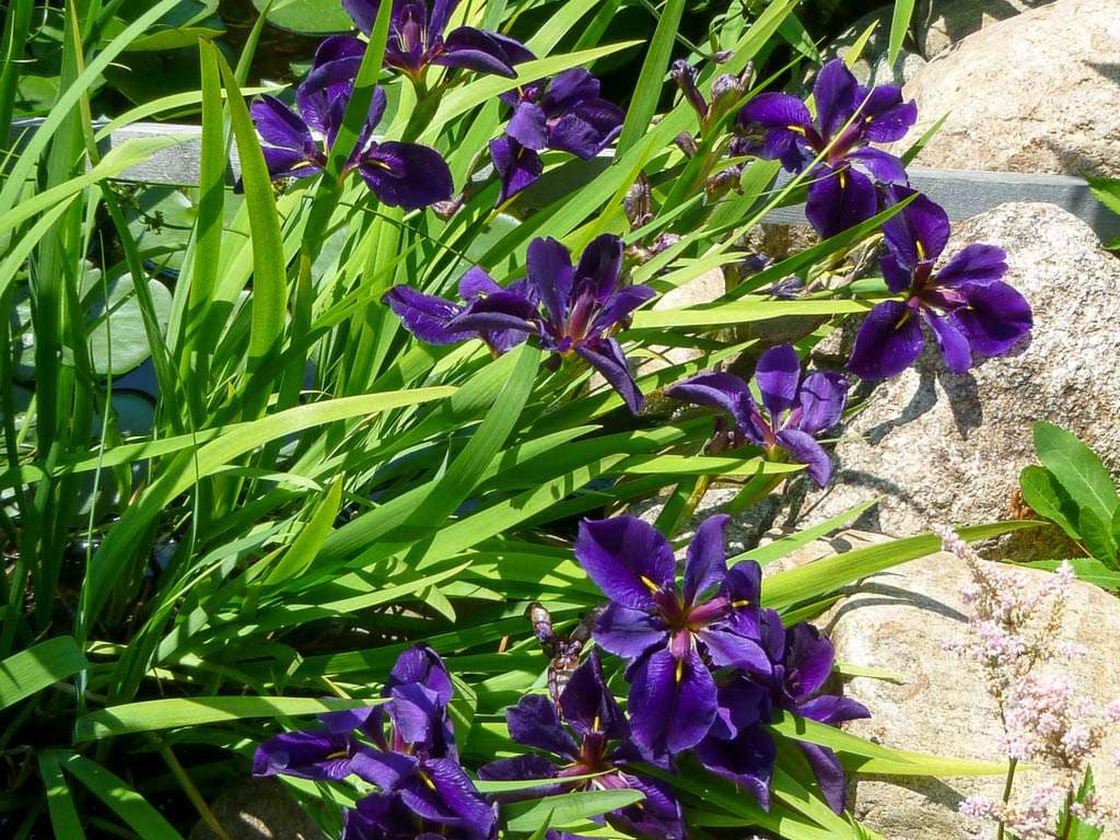 Iris louisiana