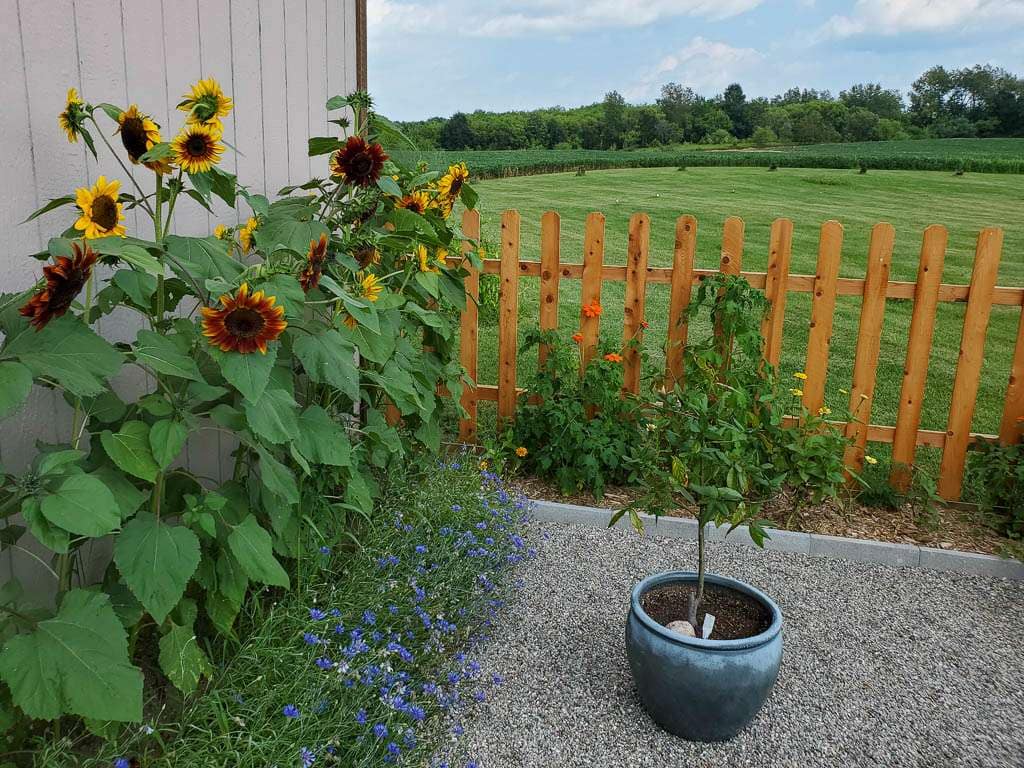 sunflowers
