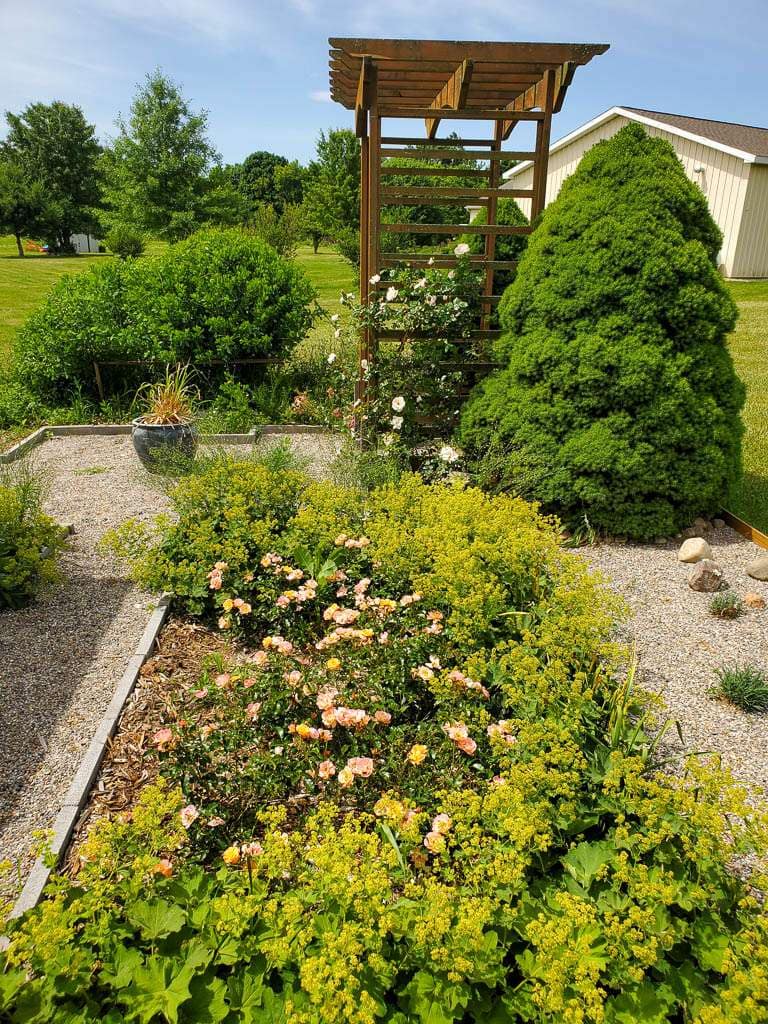flower carpet roses