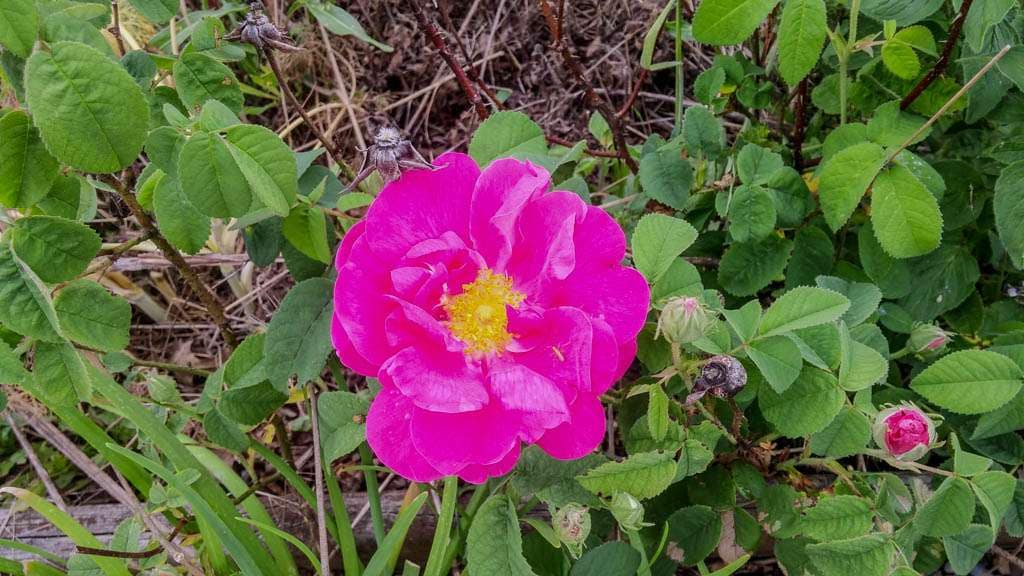pink rose