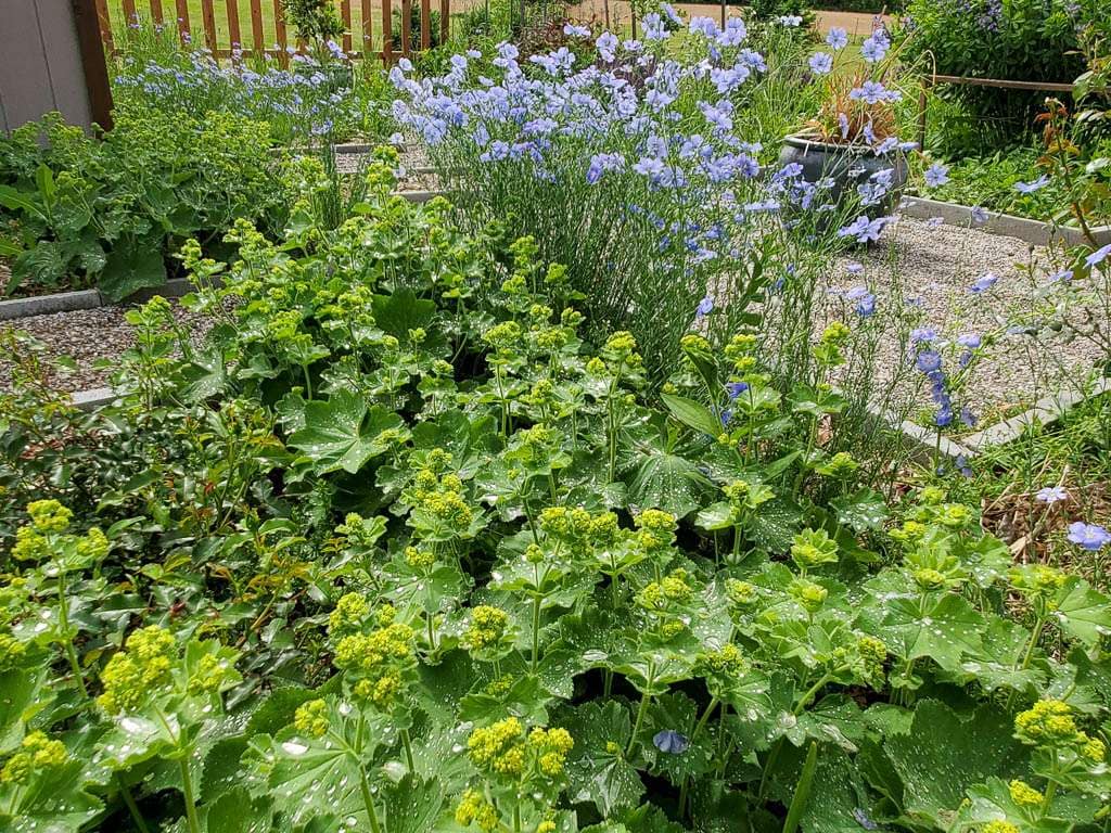 lady's mantle