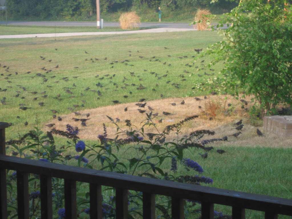 lots of birds on lawn