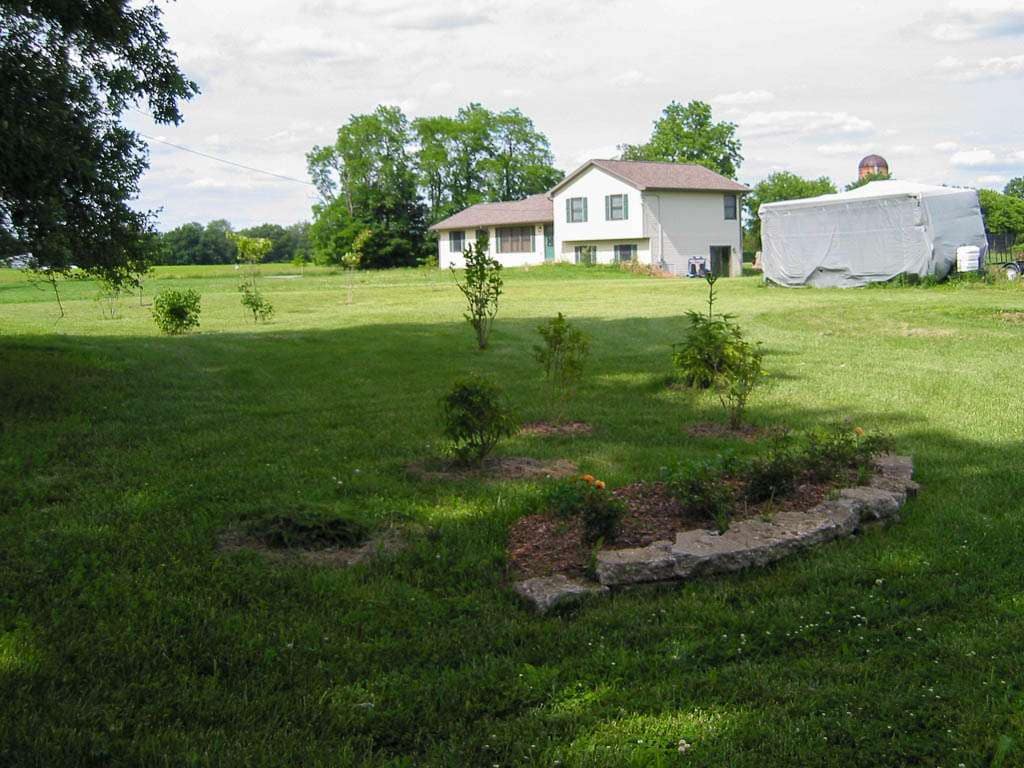small shrubs in lawn
