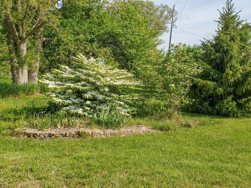 blooming double-file viburnum