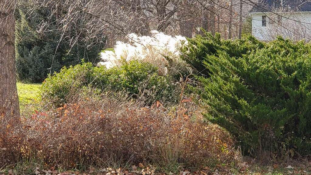 early winter