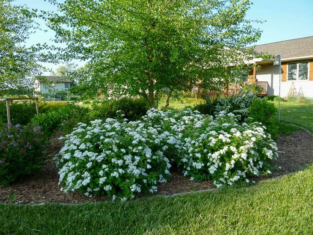white blooming shrub