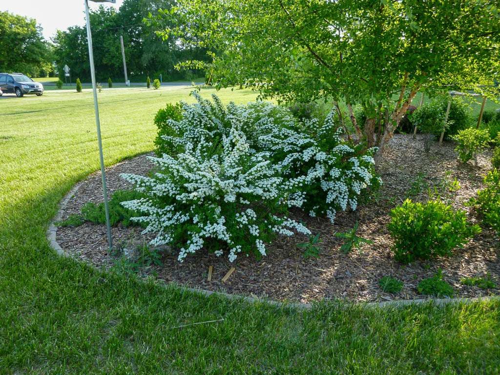 white blooming shrub