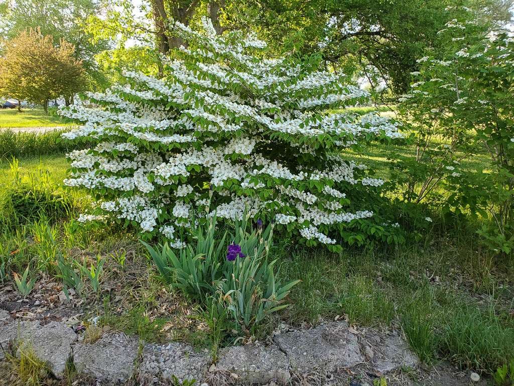 white blooming shrub