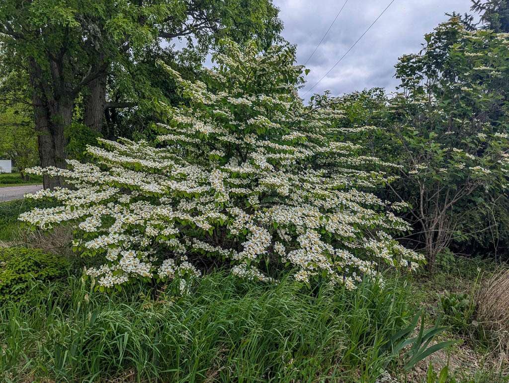 white blooming shrub