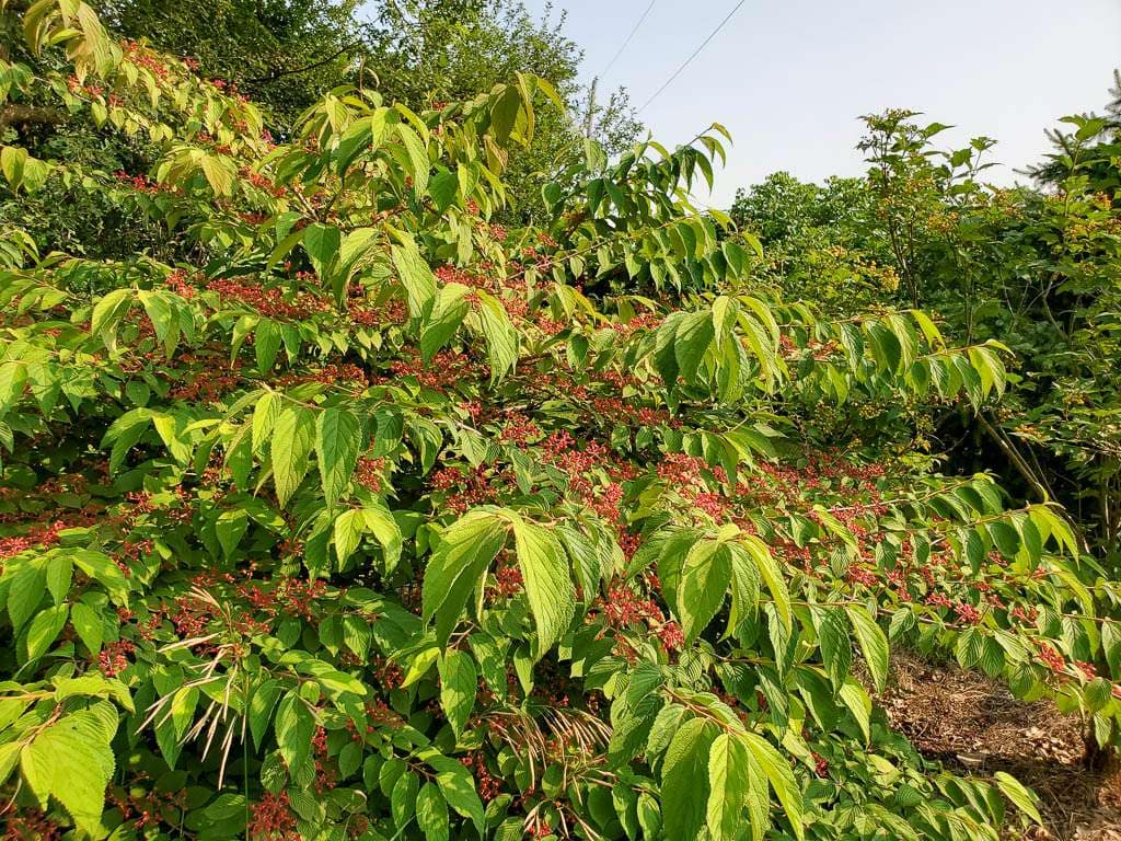 shrub with red berries