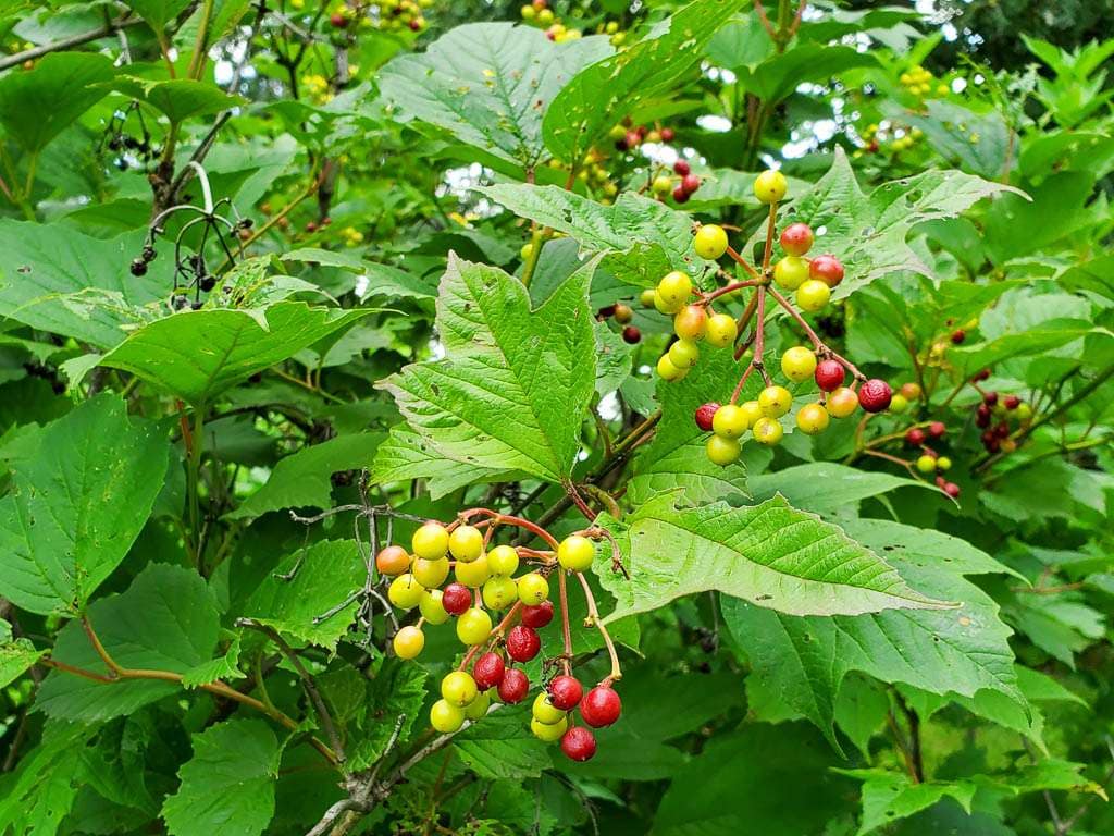 red and yellow berries