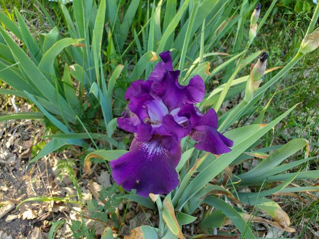 purple iris