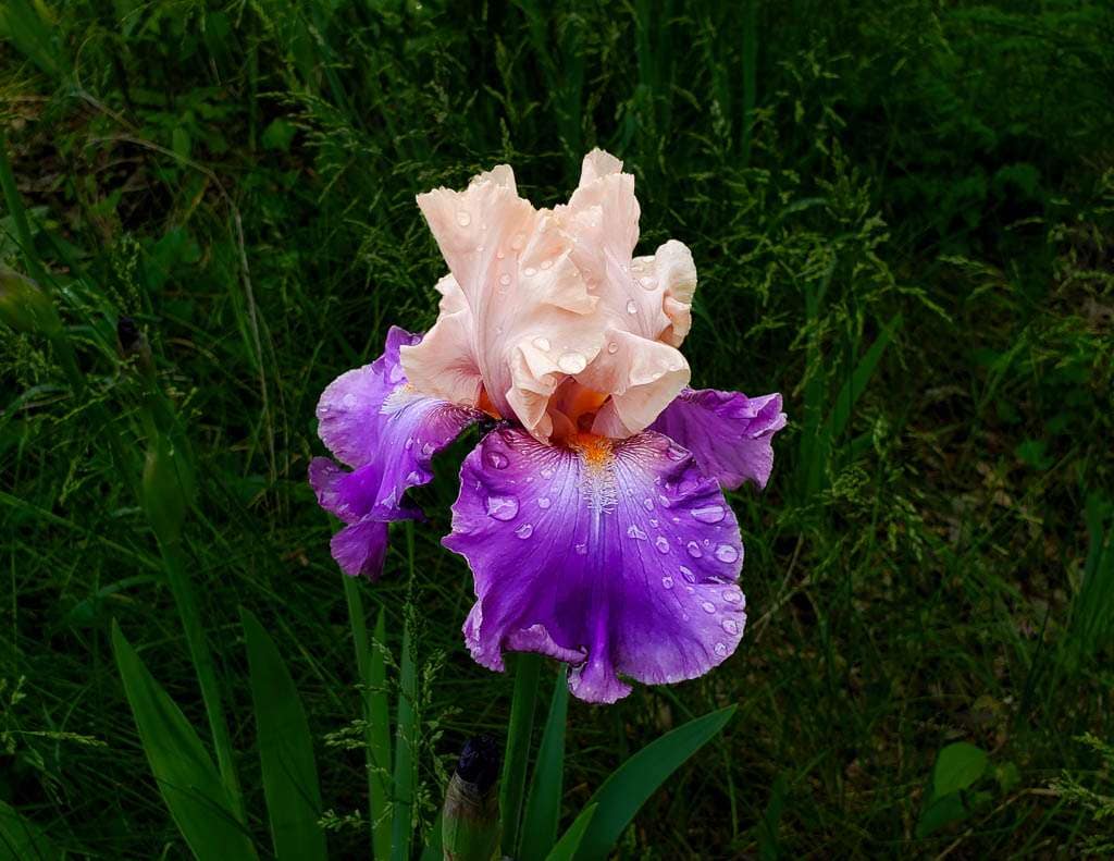 Purple and beige iris