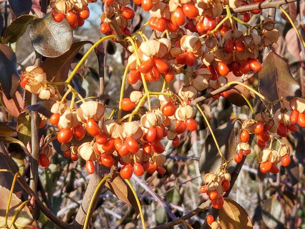 orange berries with paper covers