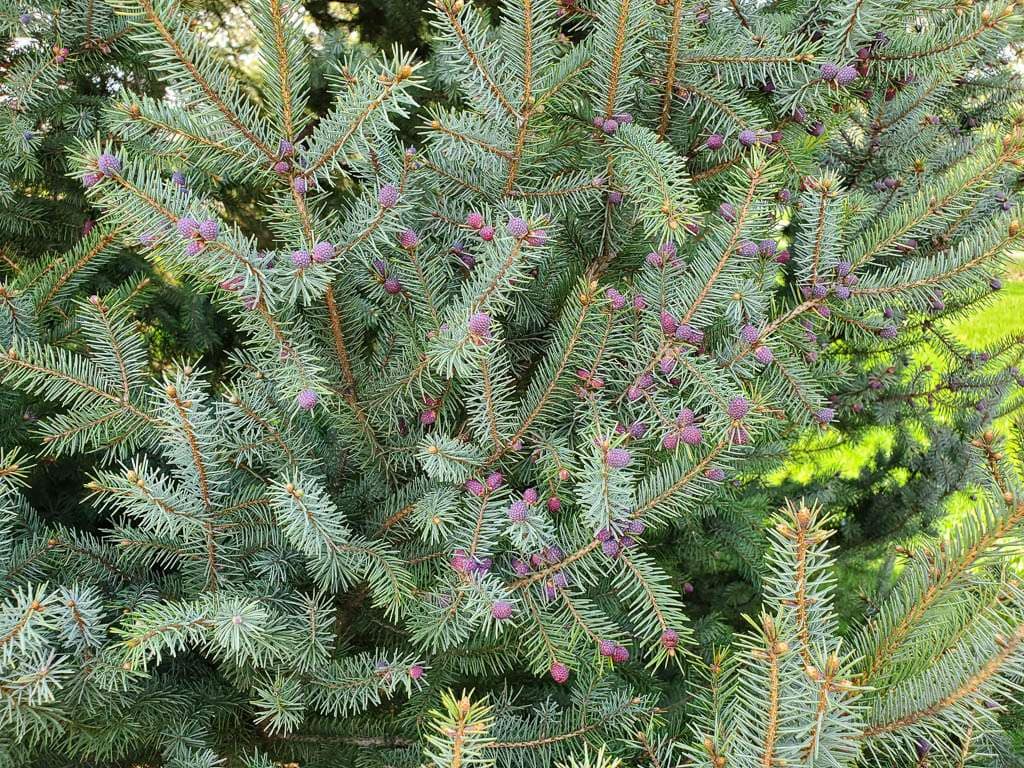 spruce cones
