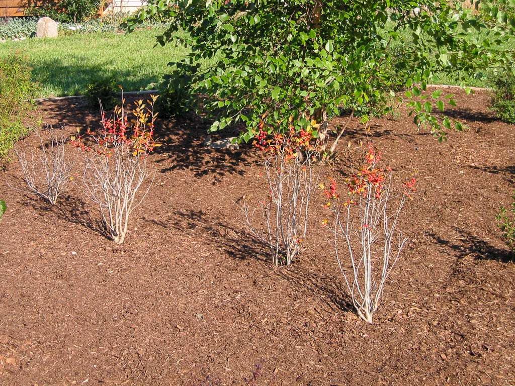 orange berries on shrub
