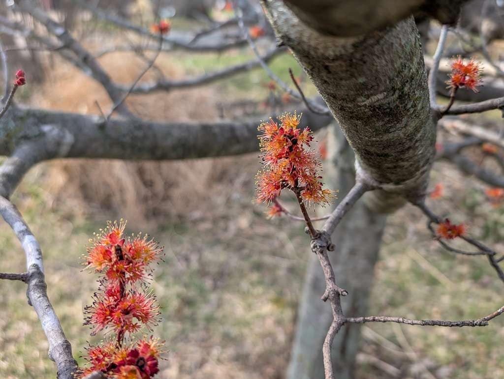 red maple flower