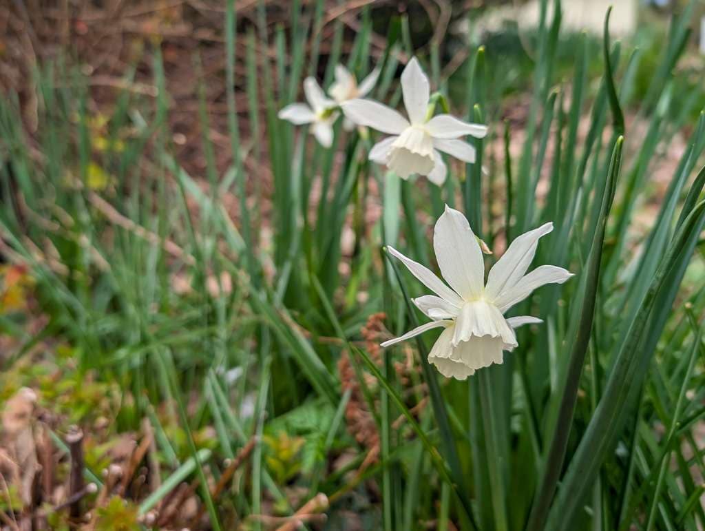 white daffodil