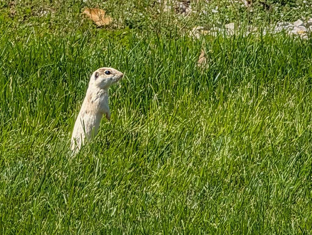 white ground squirrel