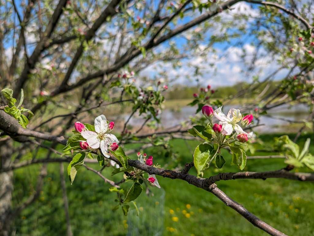 apple blossoms