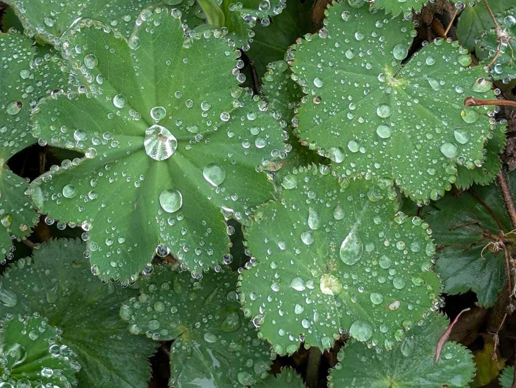 lady's mantle with water droplets